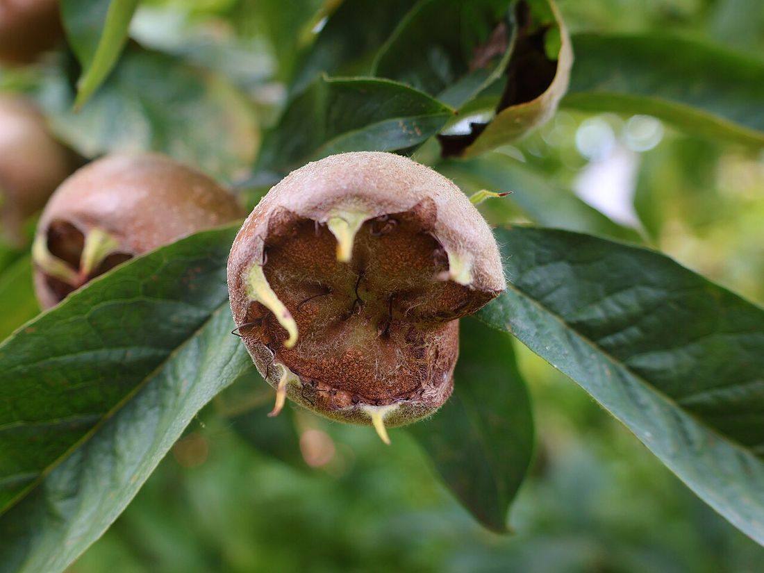 Mespilus germanica 2024-09-24-3 (Medlars)