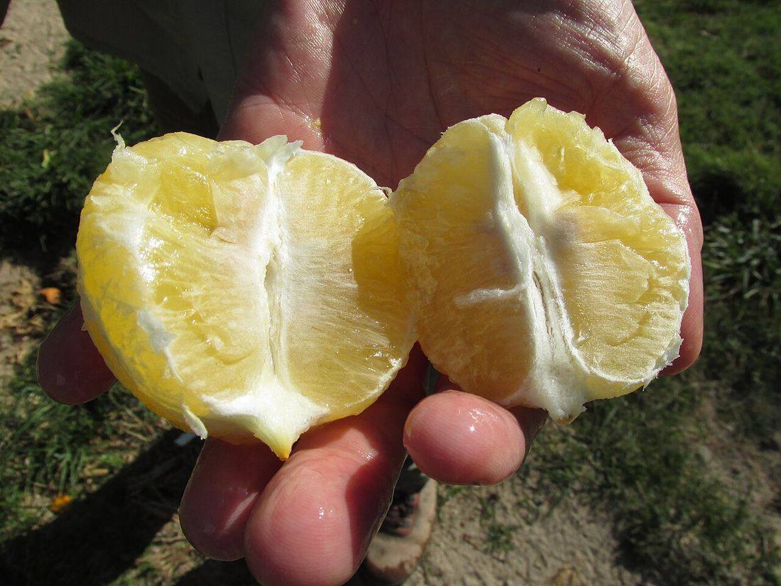 Starr-150326-1641-Citrus meyeri-fruit-Citrus Grove Sand Island-Midway Atoll (Meyer Lemons)