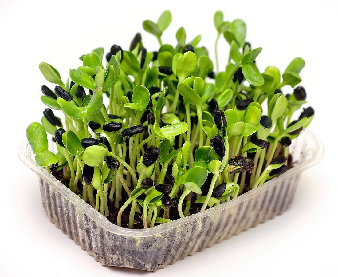 Sunflower microgreens 02