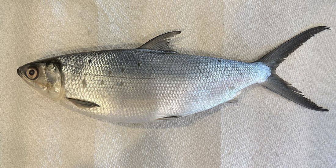 Milkfish (Chanos chanos)