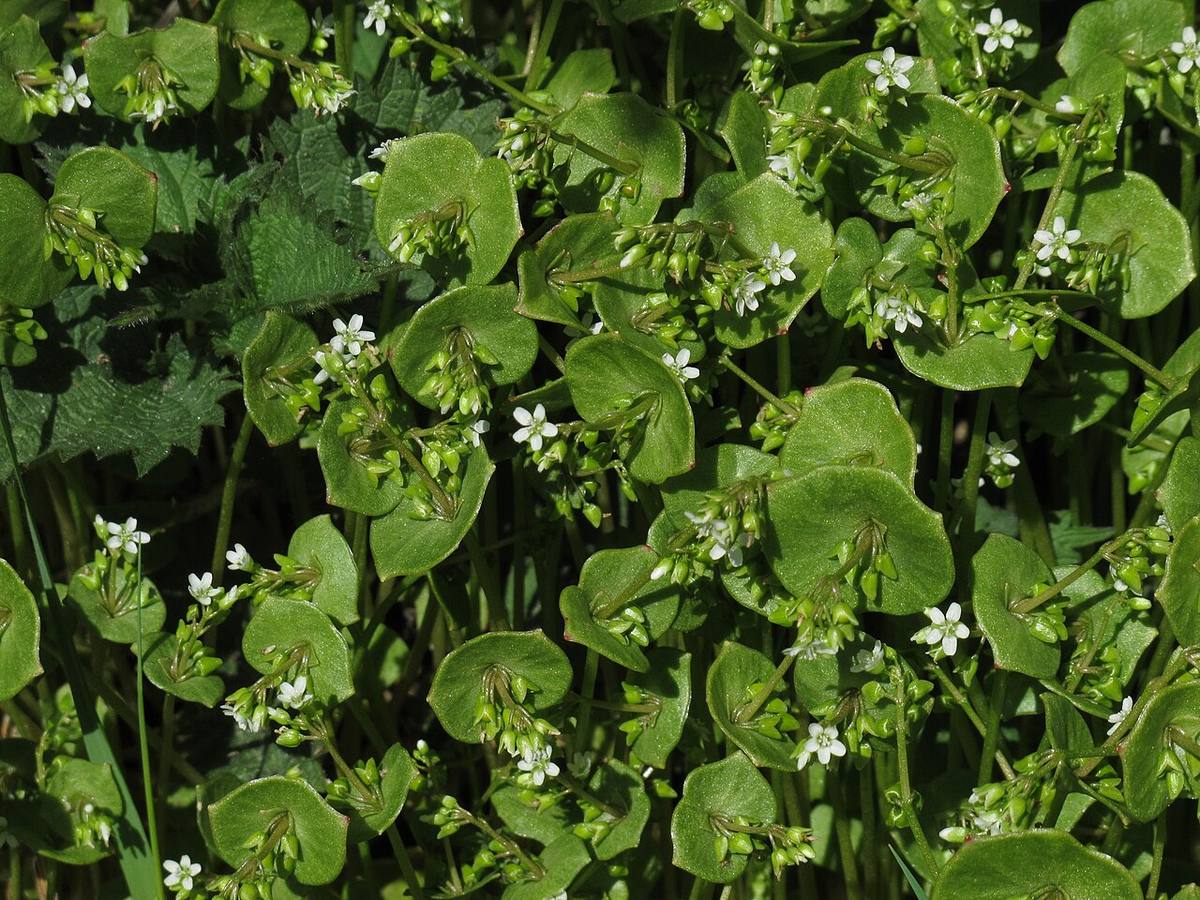 Claytonia perfoliata 6641 (Miners Lettuce)