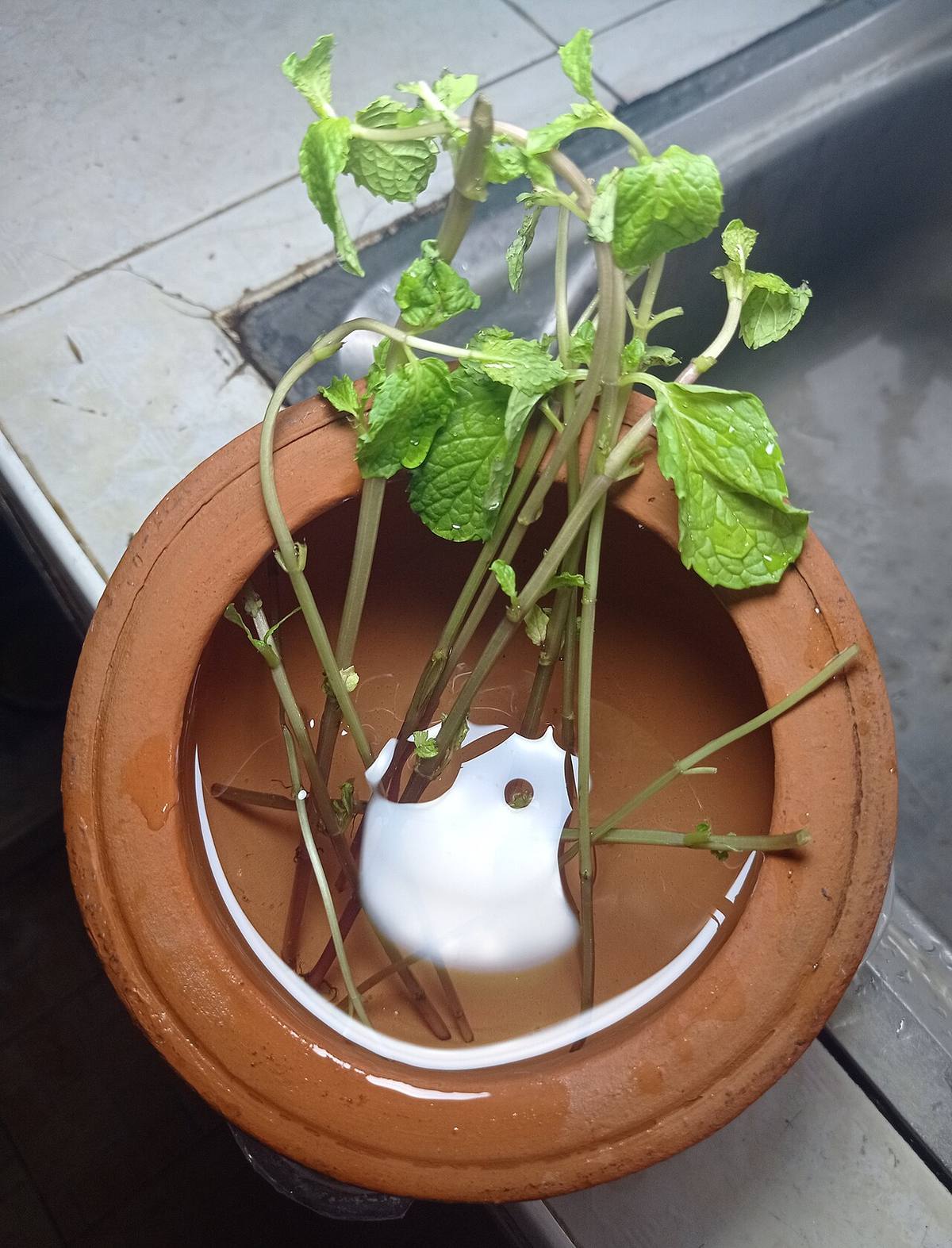 Aseedtolife mint chocolate wiki