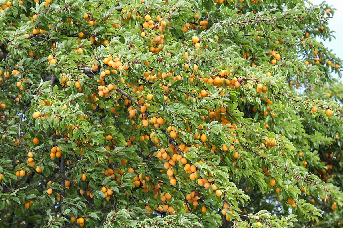 Prunus domestica var. syriaca water sprouts (Mirabelles)