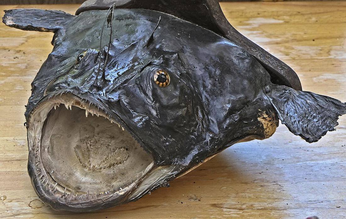 Lophius piscatorius - Seeteufel (Monkfish)
