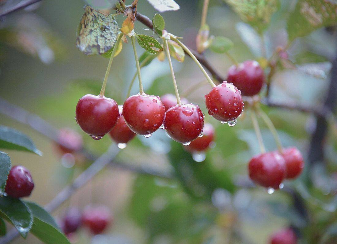 Morello Cherries — photograph from Wikimedia Commons