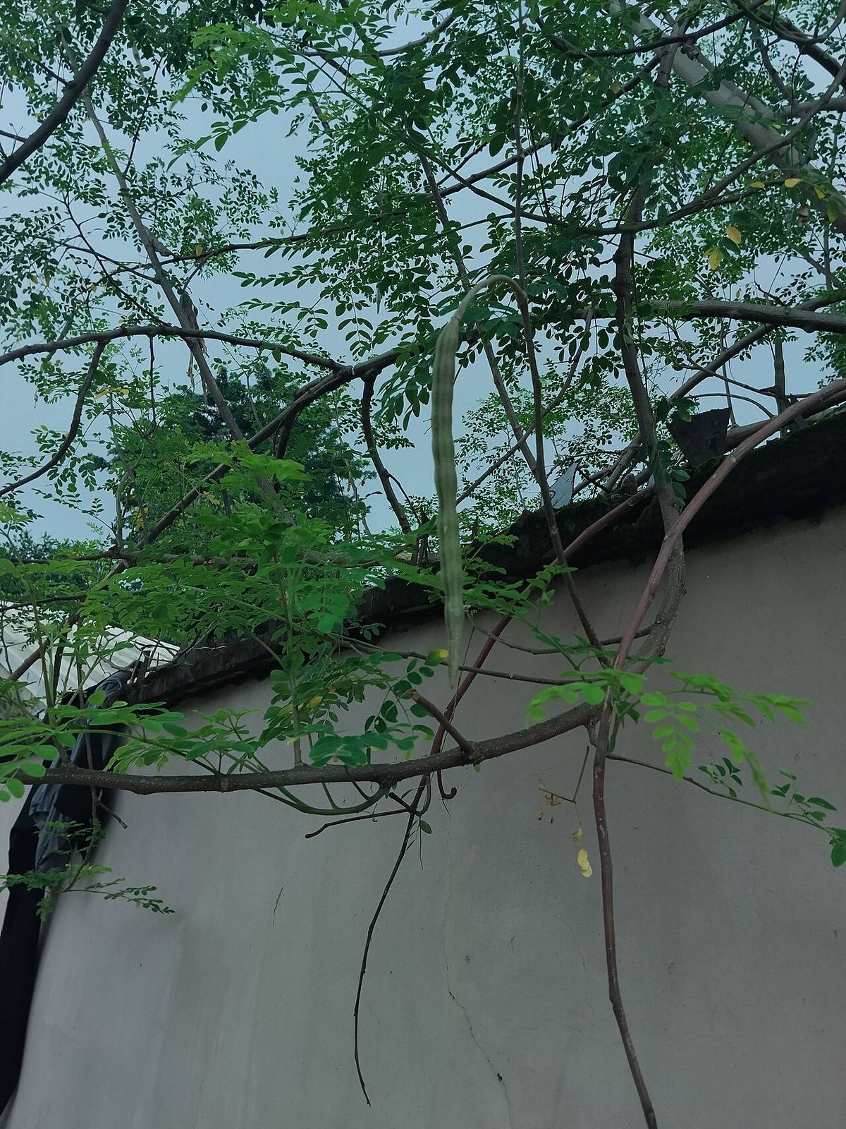 Moringa Oleifera flower ready for cooking (Moringa Pods)