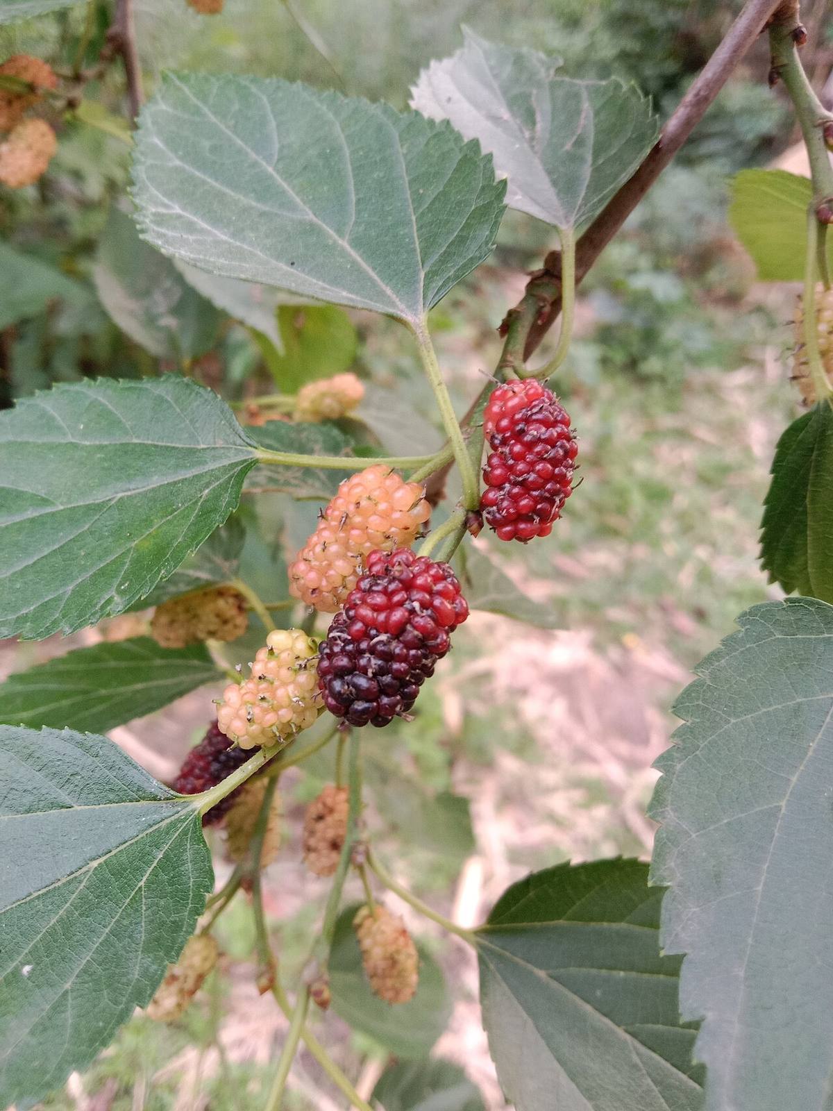 Morus bassanus - Wilhelma 01 (Mulberries)