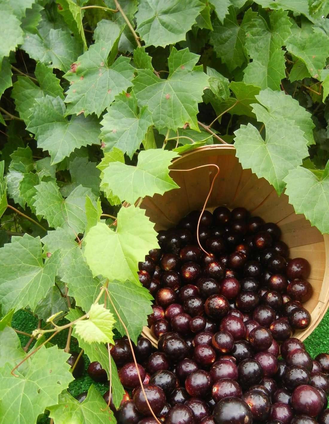 muscadines