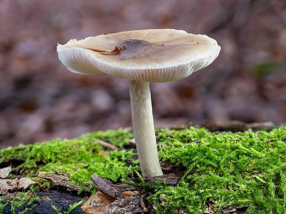 Fresh white button mushrooms