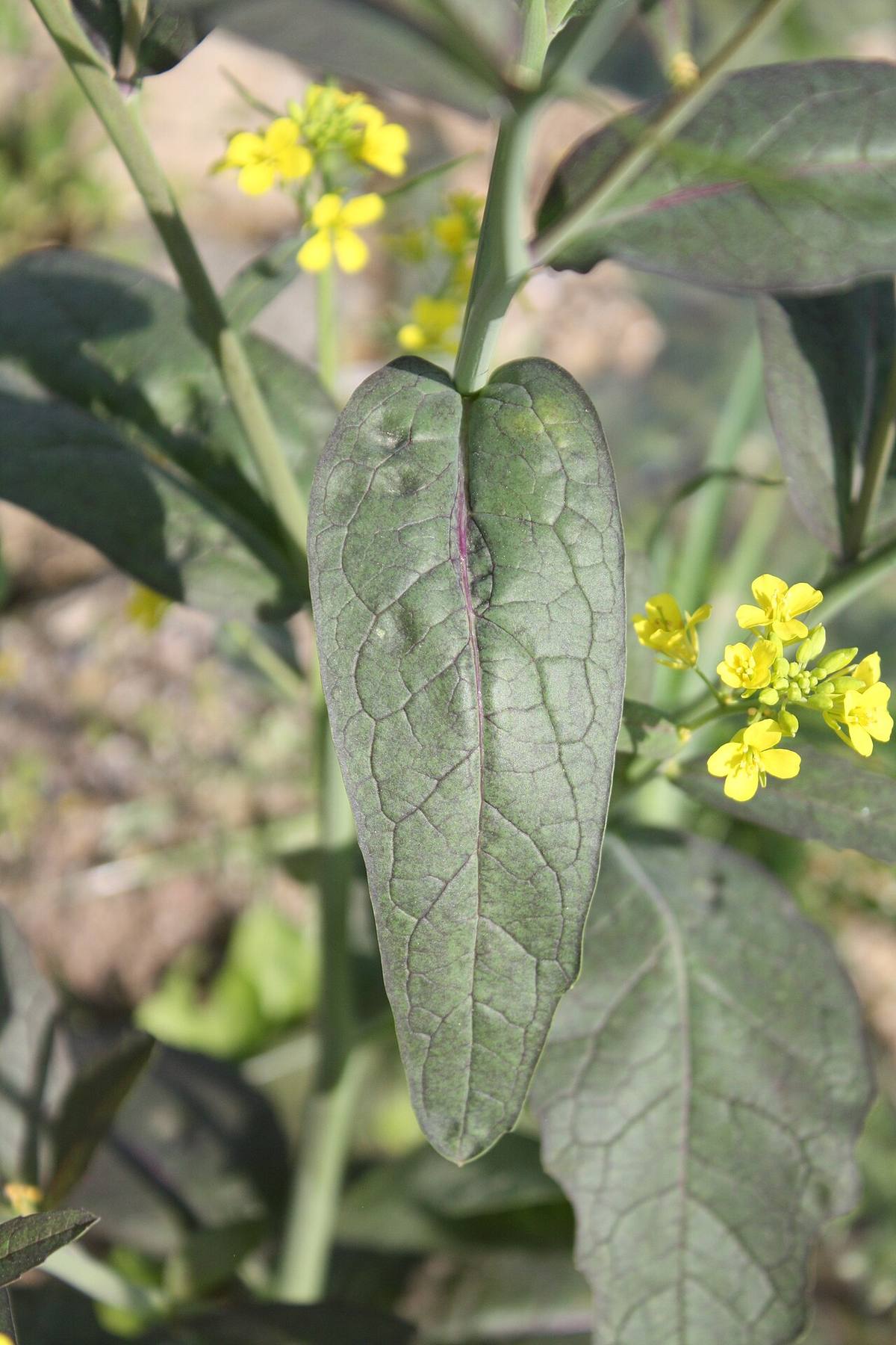 Brassica juncea kz01 (Mustard Greens)