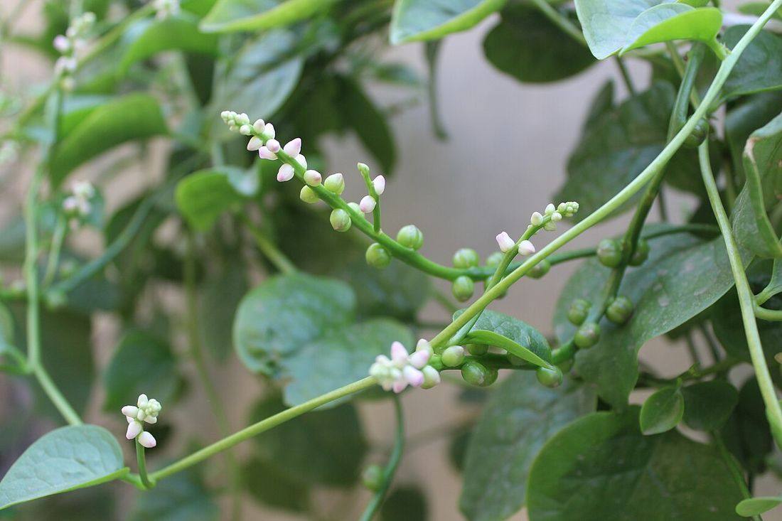 Basella alba in China (New Zealand Spinach)