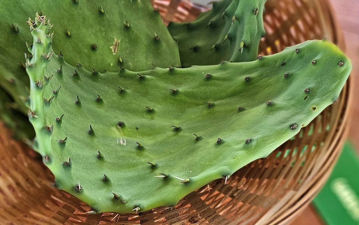 Nopales at OC Fair (Nopales)