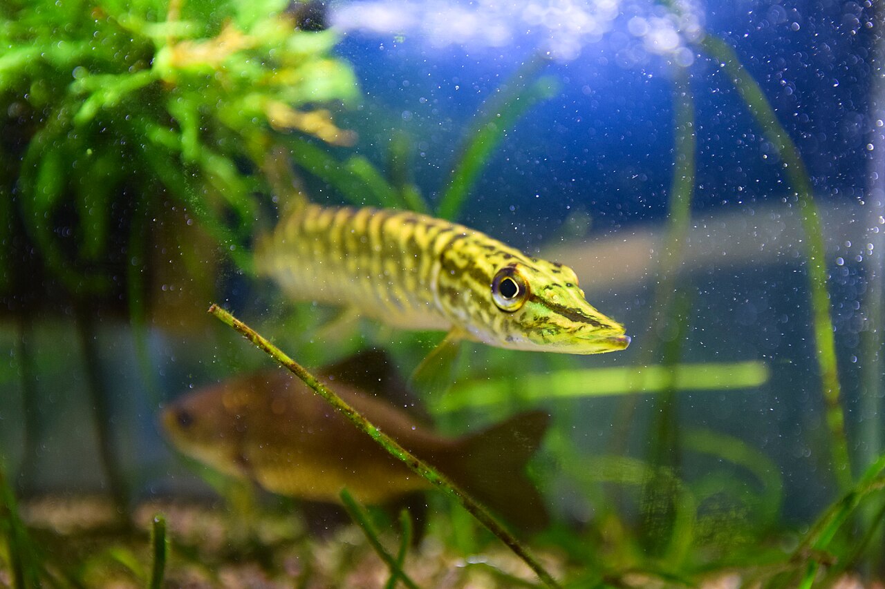Northern Pike — representative photograph from Wikimedia Commons