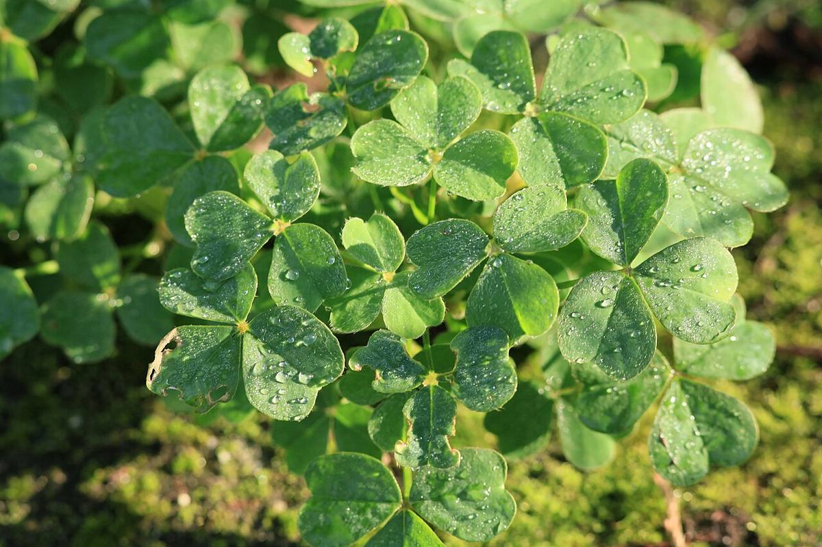 Kluse - Oxalis tuberosa 10 ies (Oca)
