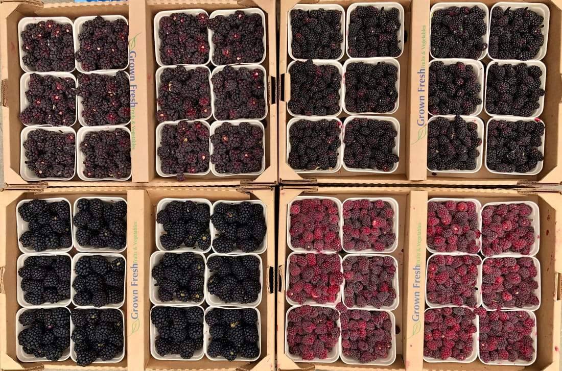 olallieberries
