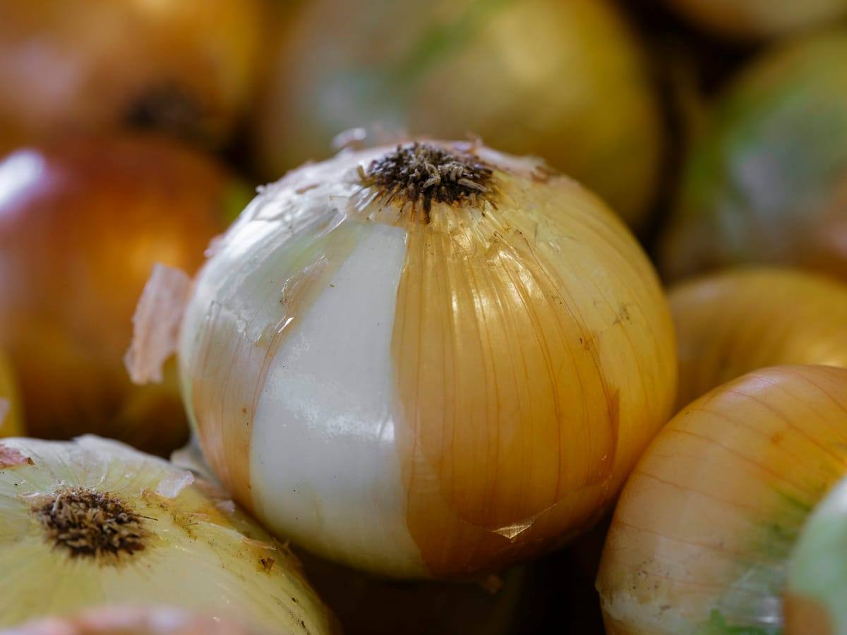 Fresh yellow onions