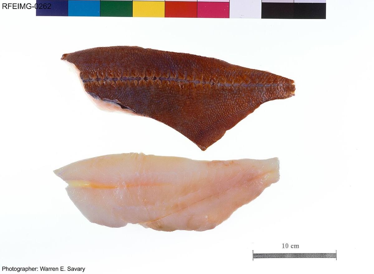 Hoplostethus atlanticus 01 Pengo (Orange Roughy)