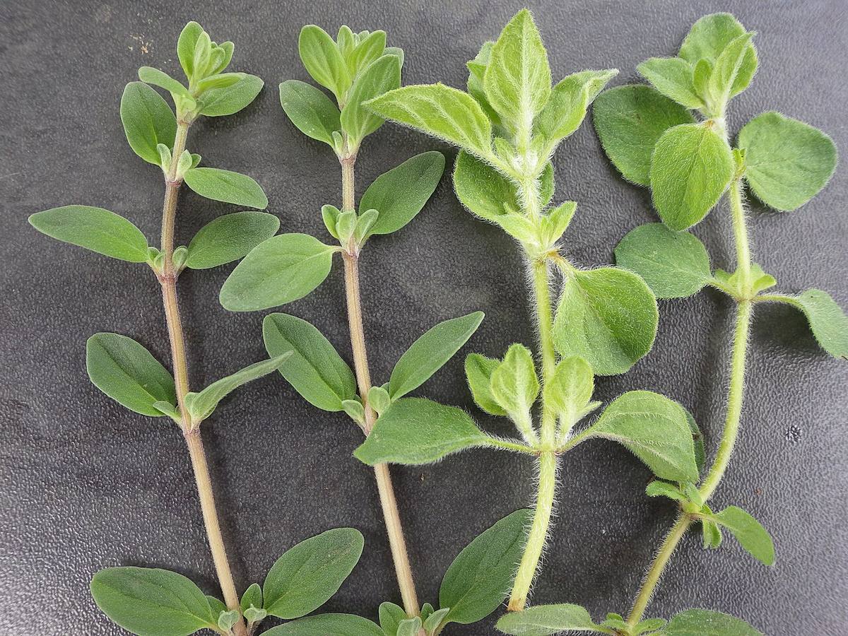 PN - Origanum vulgare L. - Origan - par Mickael Schauli (Oregano)