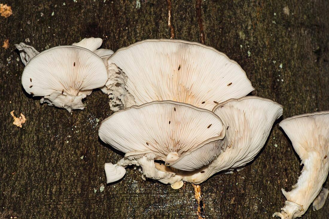 Oyster Mushrooms — photograph from Wikimedia Commons