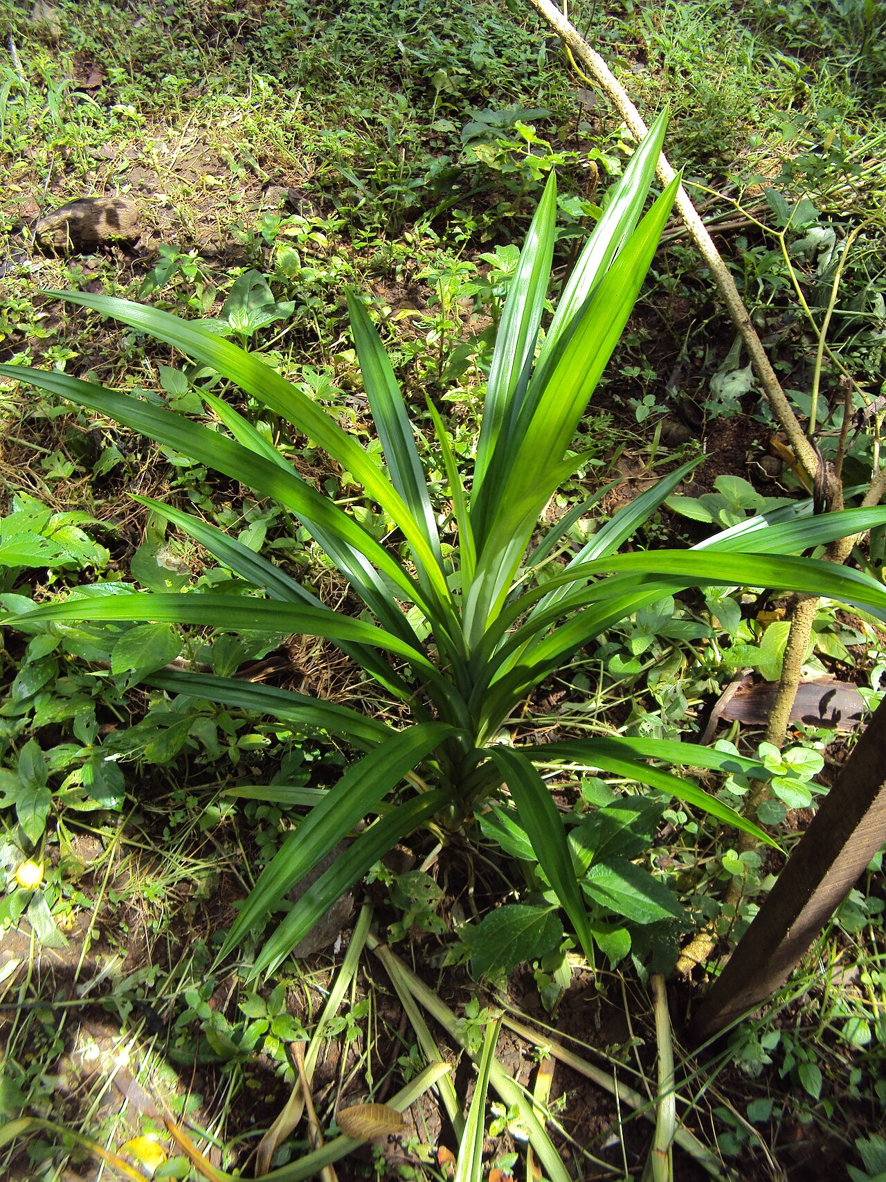 Pandanus amaryllifolius, locally known as 'daun pandan' in Indonesia