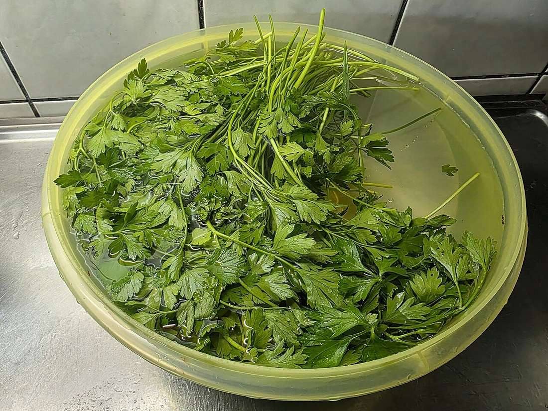 Perejil (Petroselinum crispum) (Parsley)