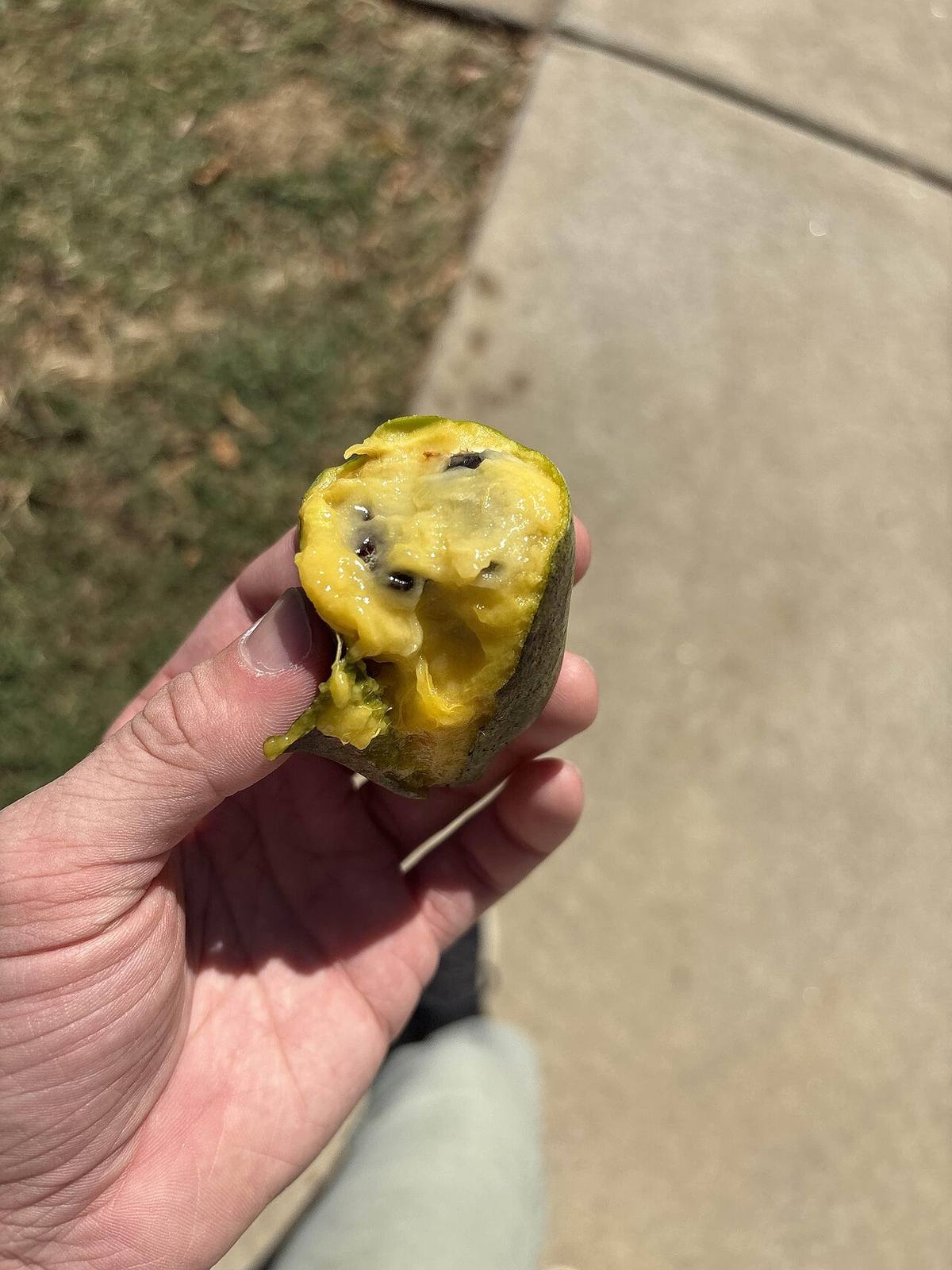 Papaya - longitudinal section (Pawpaw)