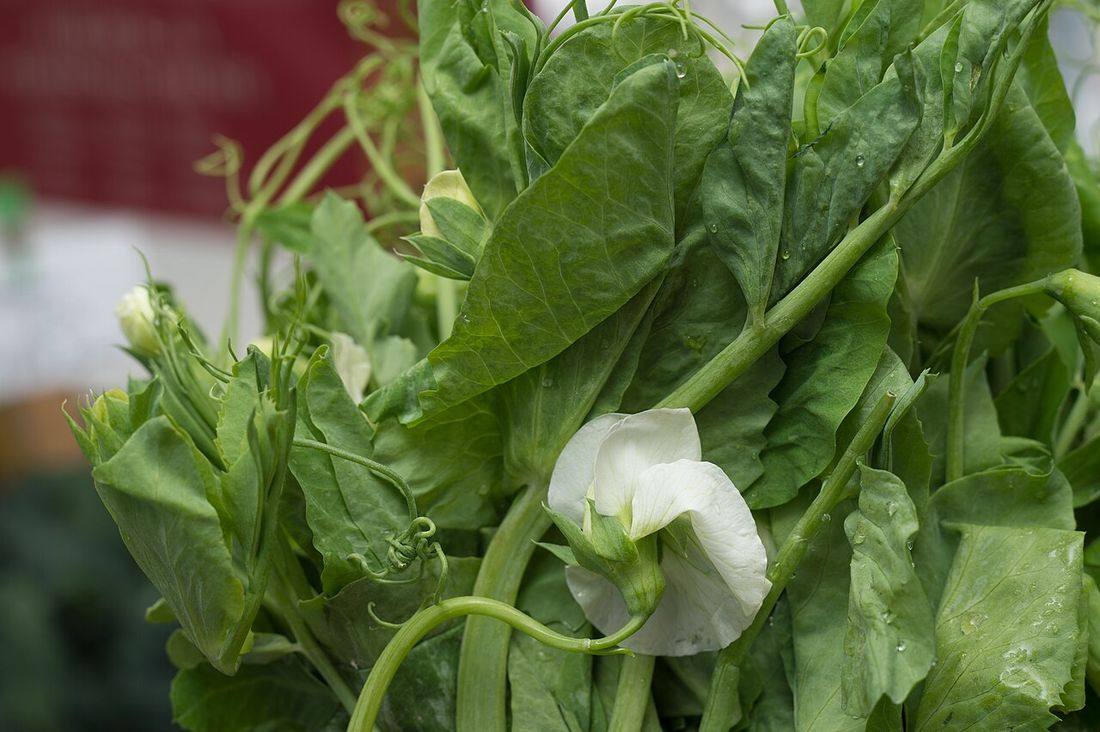 Pea shoots for sale at Jack London Square