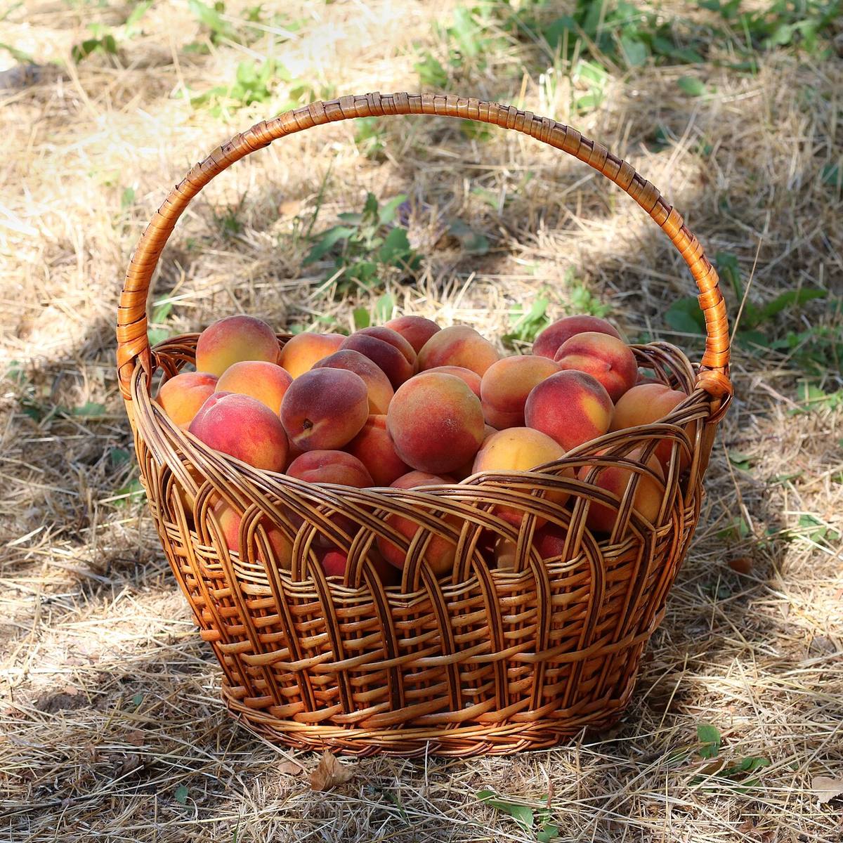 Prunus persica Blüten 20220327 02 (Peaches)