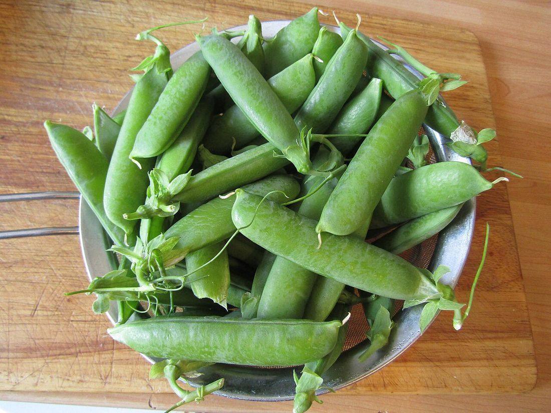 28 Garden pea (Pisum sativum), Trimingham, Norfolk (Peas)