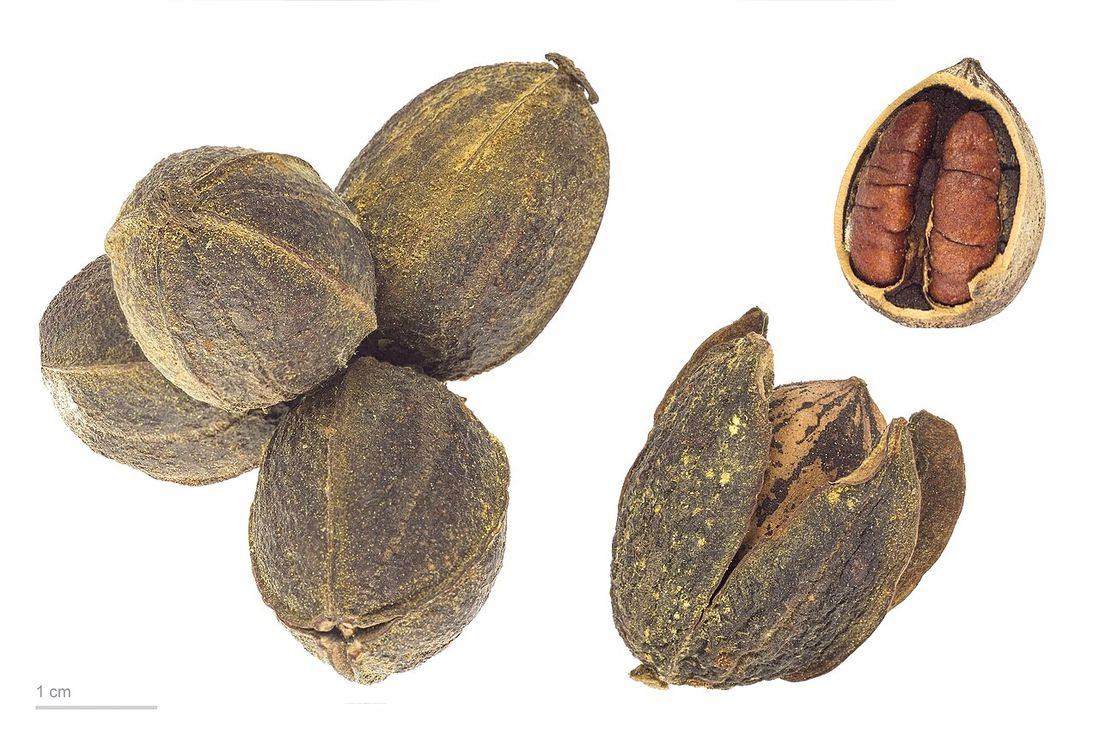Carya illinoinensis MHNT.BOT.2011.3.85 (Pecans)