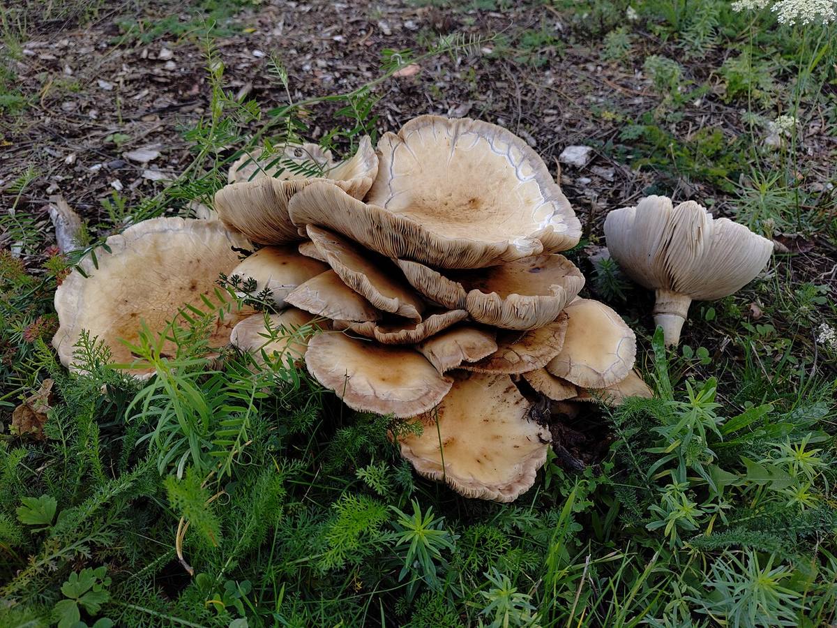 Cyclocybe aegerita 10.2025 (Pioppini Mushrooms)