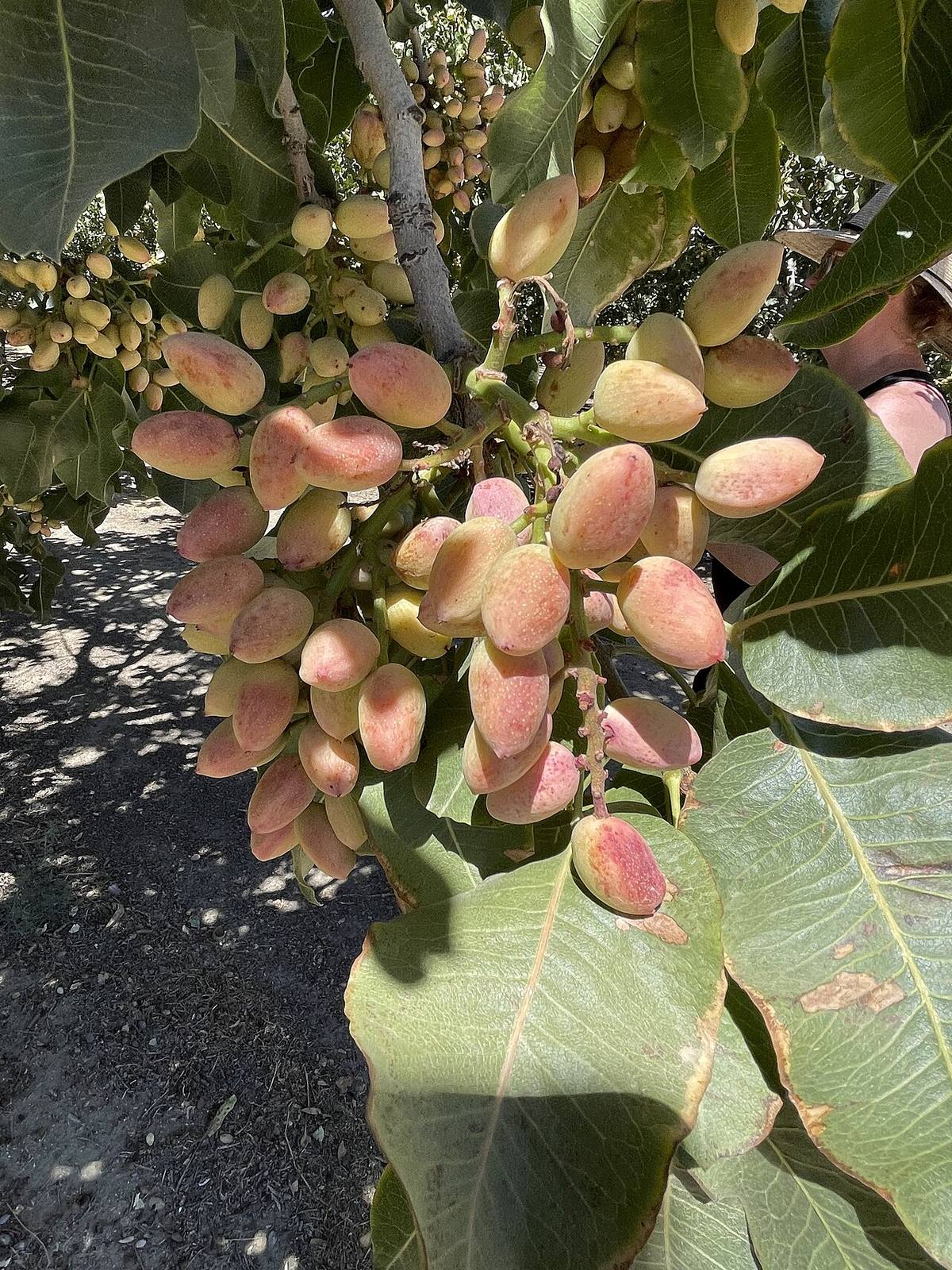 Pistacia vera L.1702 (Pistachios)