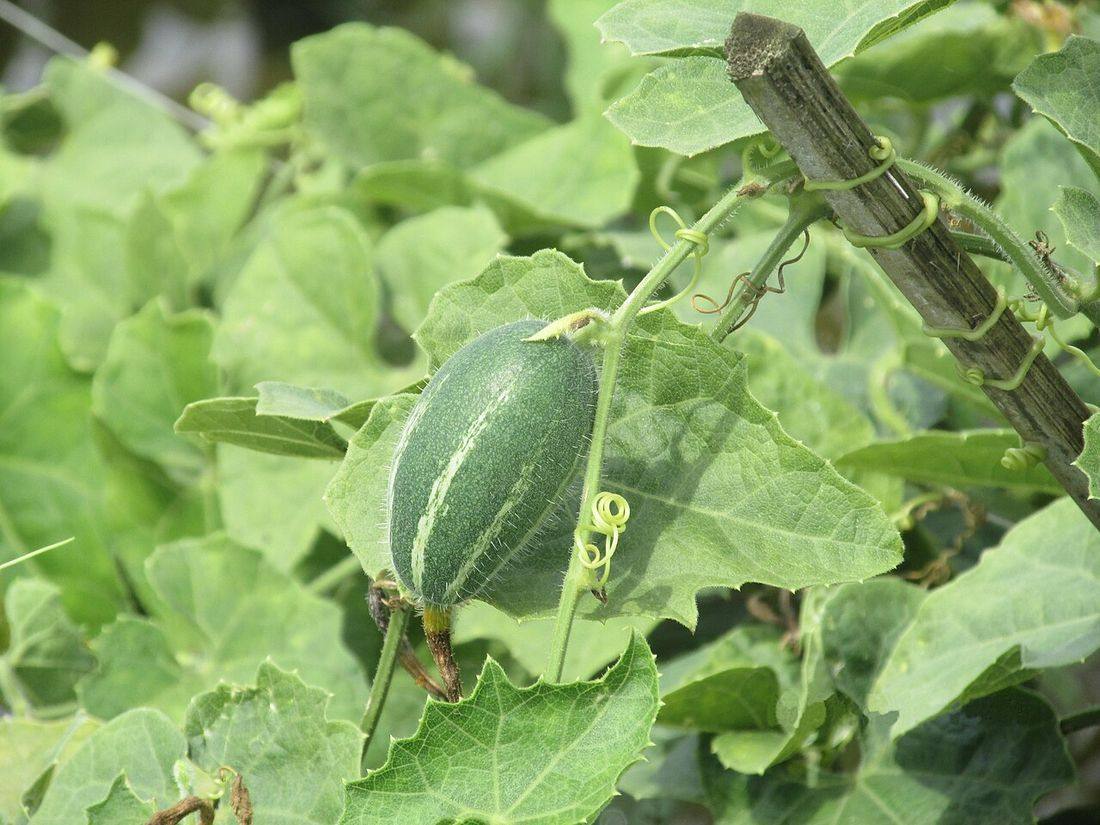 Trichosanthes dioica (Pointed Gourd)