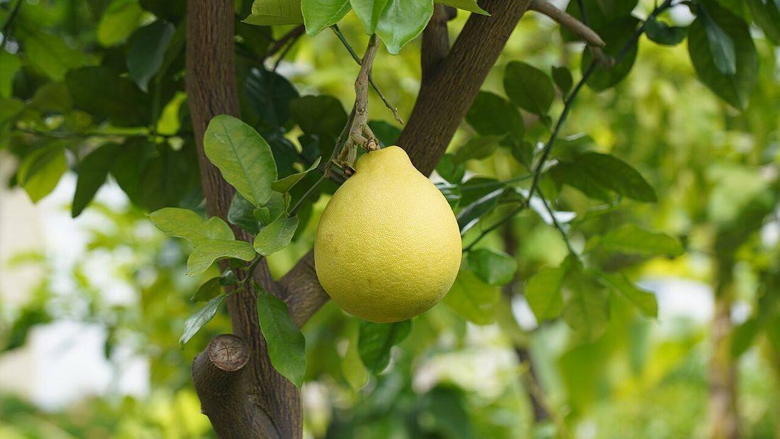 Citrus maxima 07 (Pomelo)