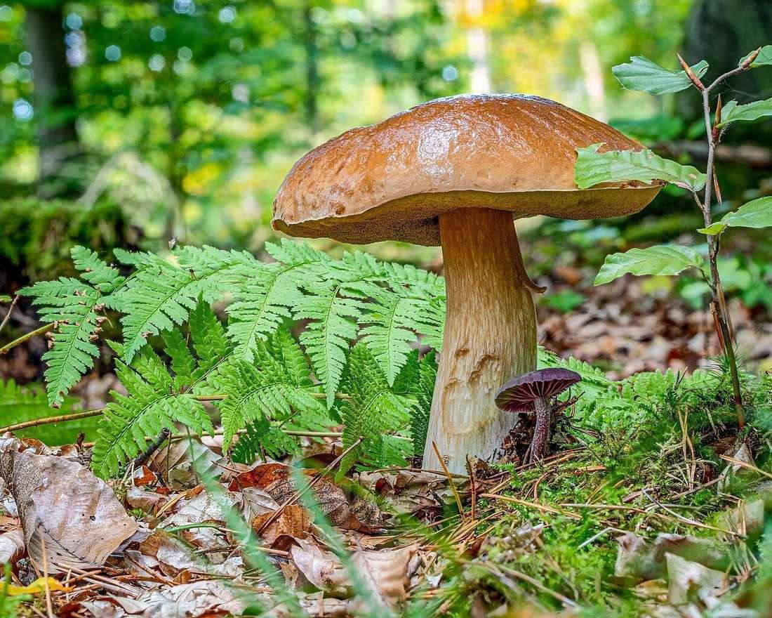 D500-0940 Achim-Lammerts Boletus-edulis-mit-Laccaria-amethystina (Porcini)