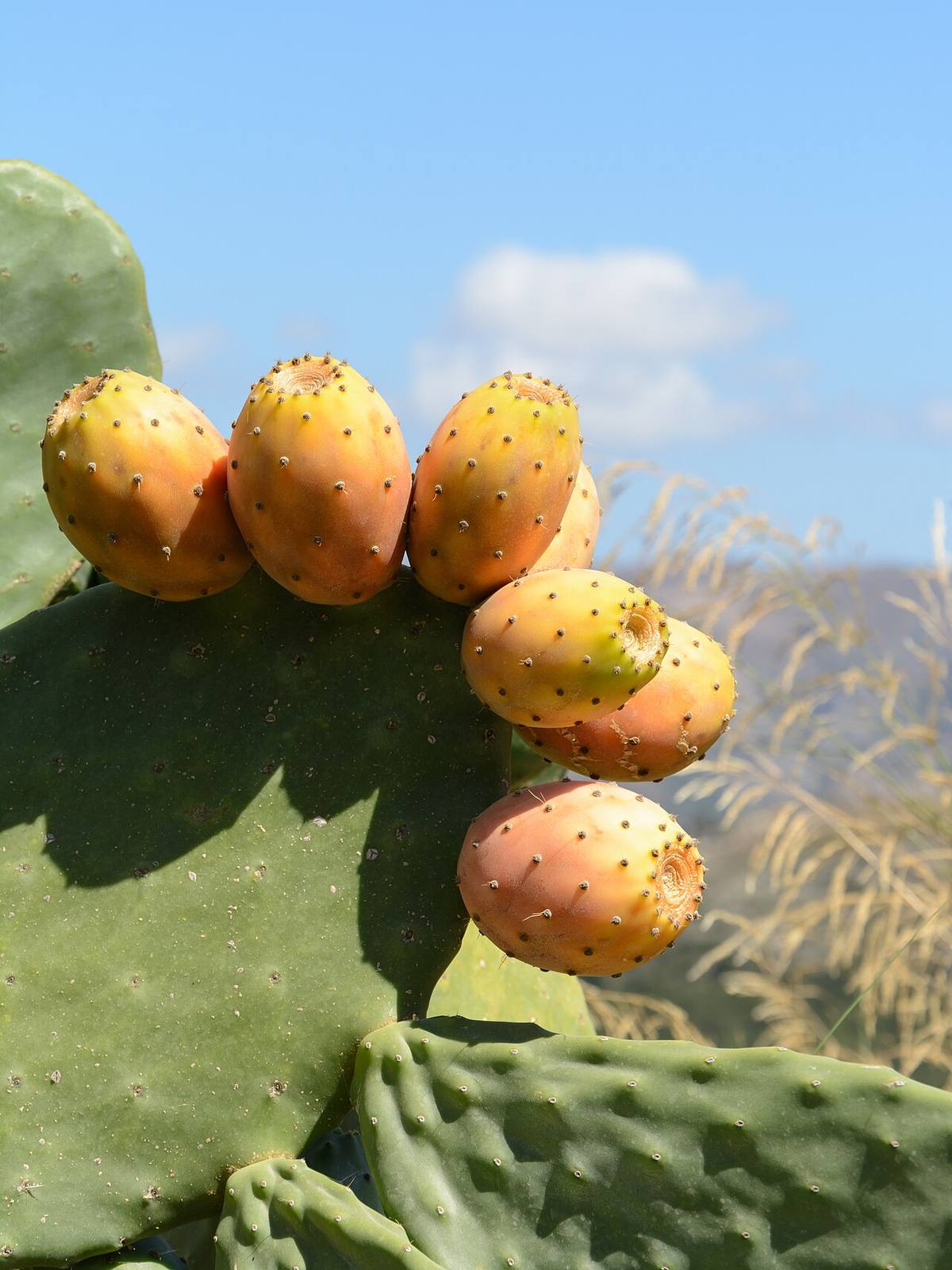 Prickly Pear Cactus - Opuntia ficus-indica