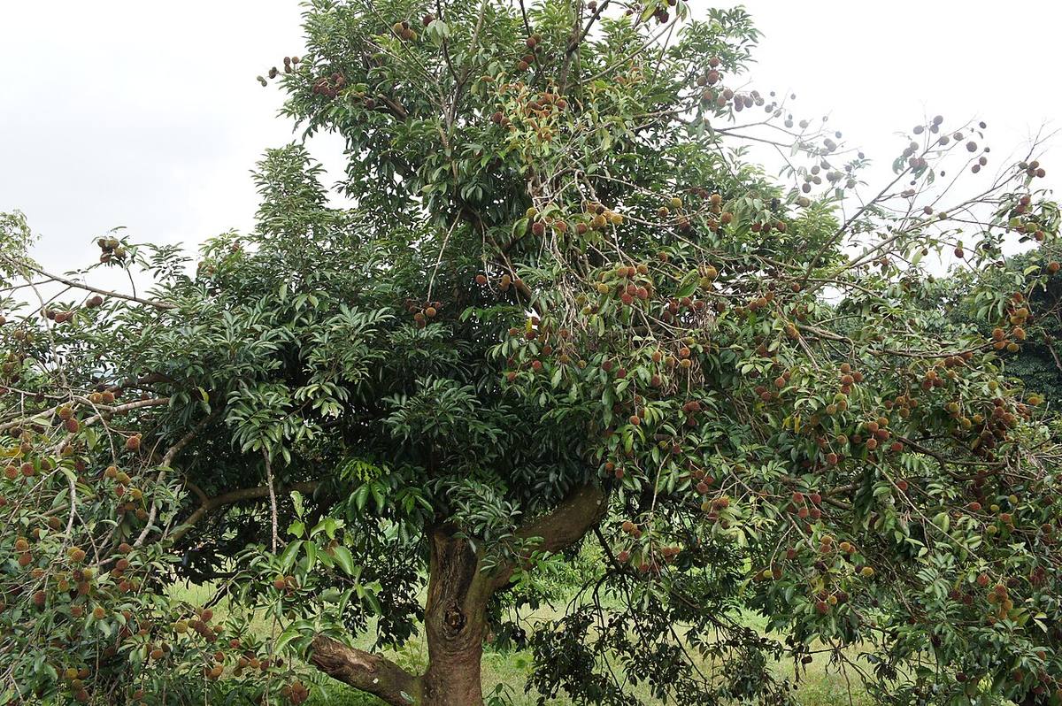 Fresh pulasan
