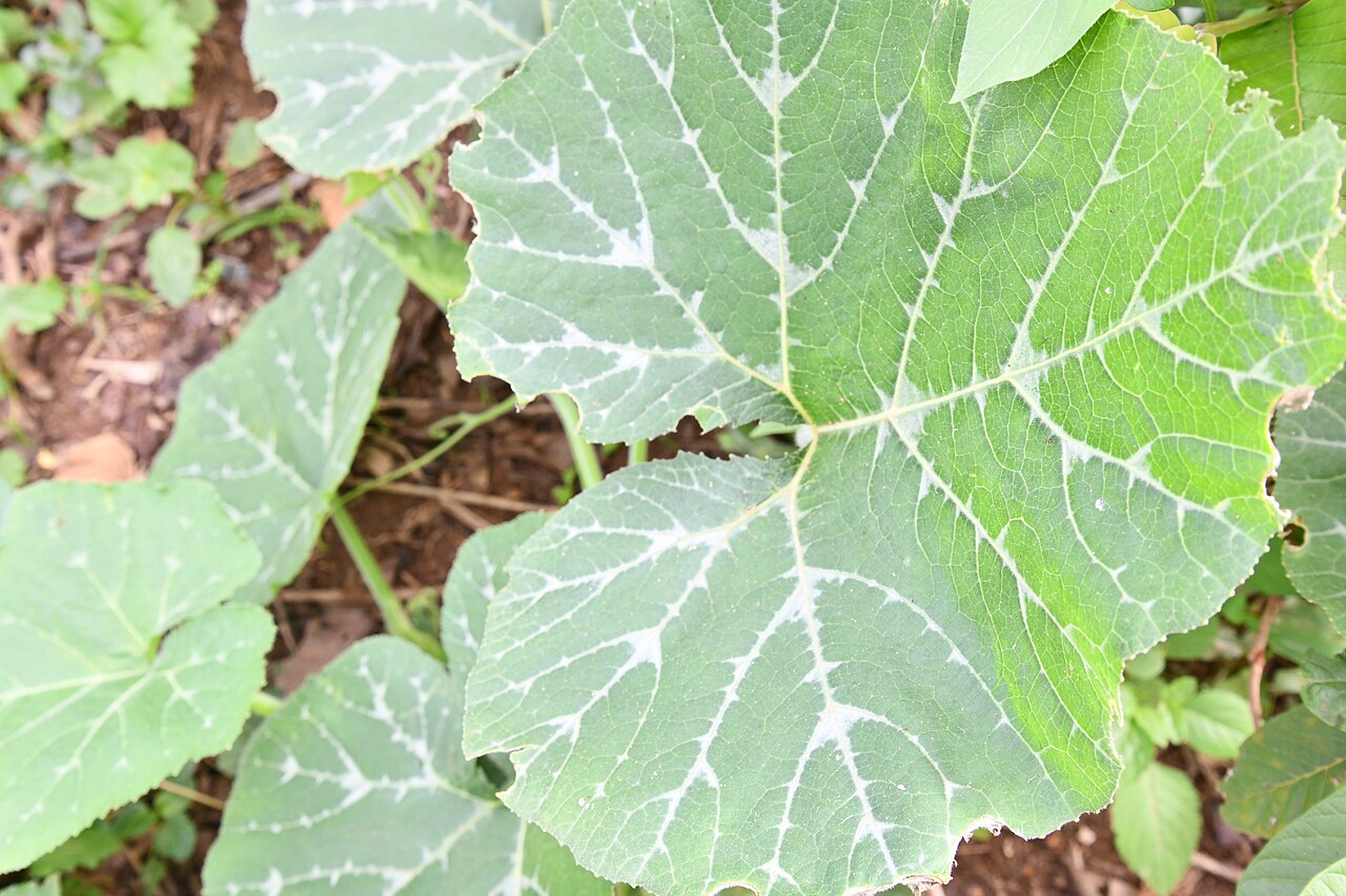 African pumpkin leaves. 05