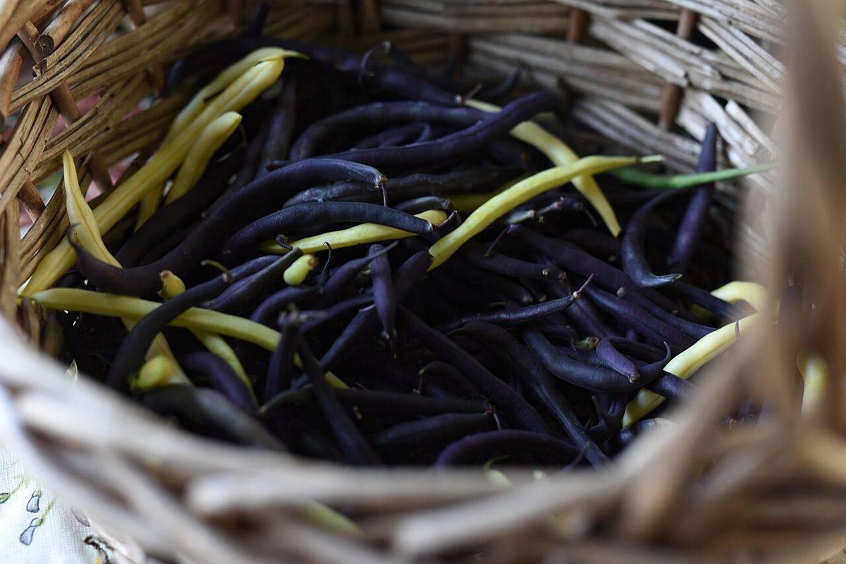 Basket of yellow and purple beans (Purple Beans)