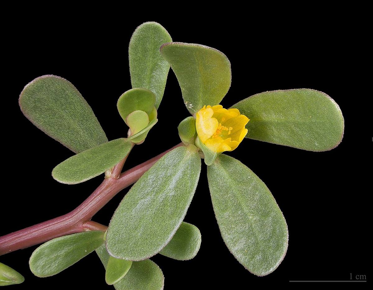 Purslane with Bee