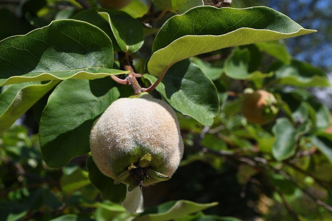 Kdouloň obecná (Cydonia oblonga) - plod (Quince)