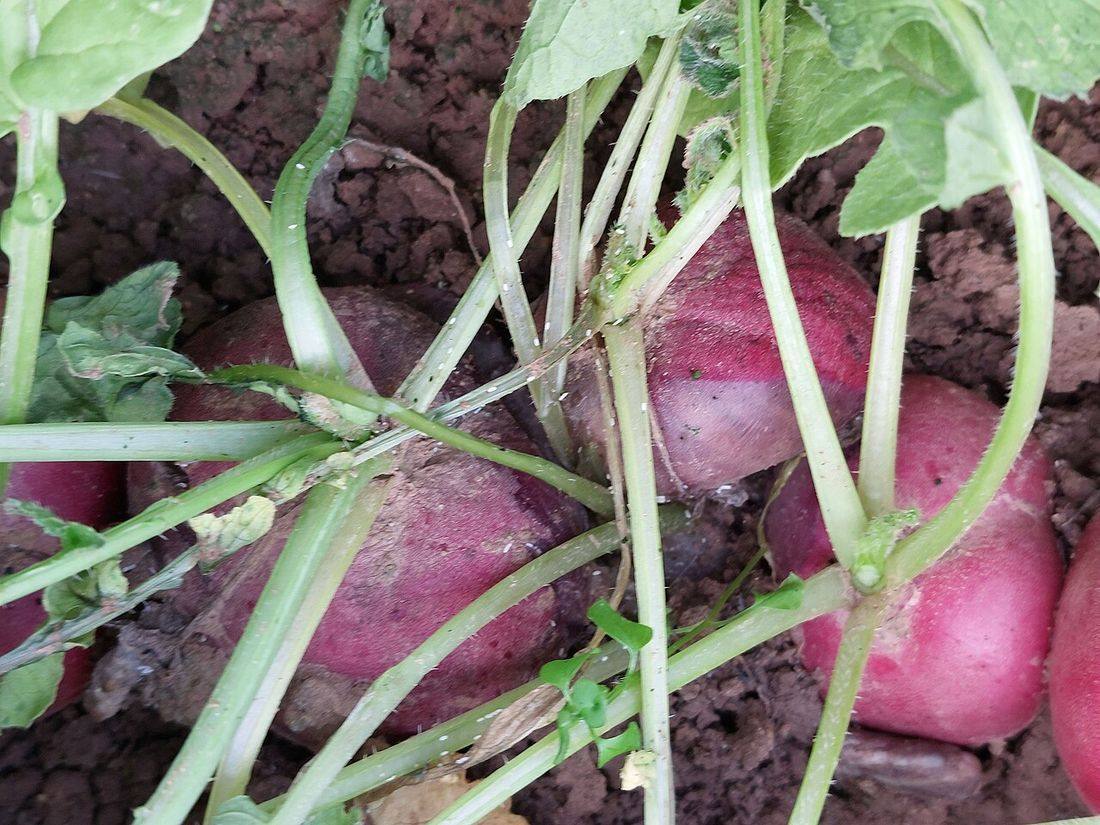 Raphanus sativus Radieschen, Bakterielle Nassfäule, J.Schlaghecken-1a (Radishes)