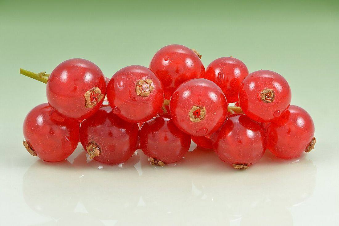 Redcurrant (Ribes rubrum) fruits (Red Currants)