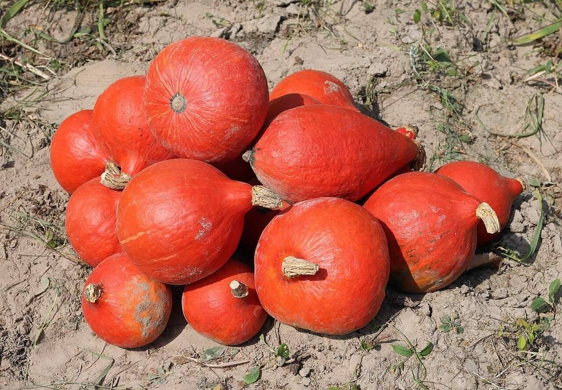 Cucurbita 2018 G3 (Red Kuri Squash)
