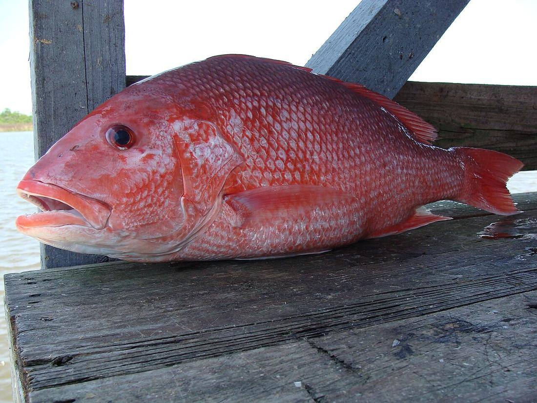 Red Snapper — photograph from Wikimedia Commons