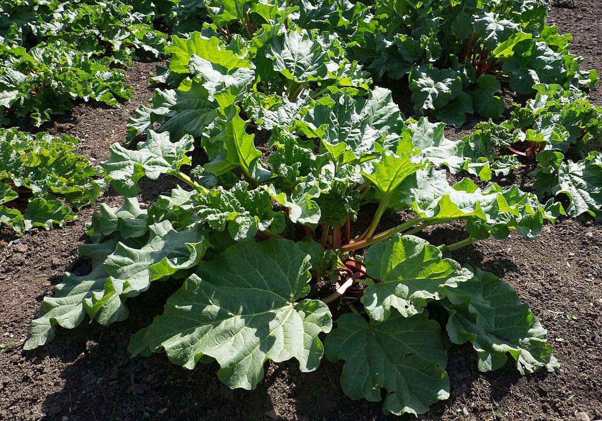 Hanbury Hall Gardens - rhubarb (Rheum rhabarbarum) (Rhubarb)