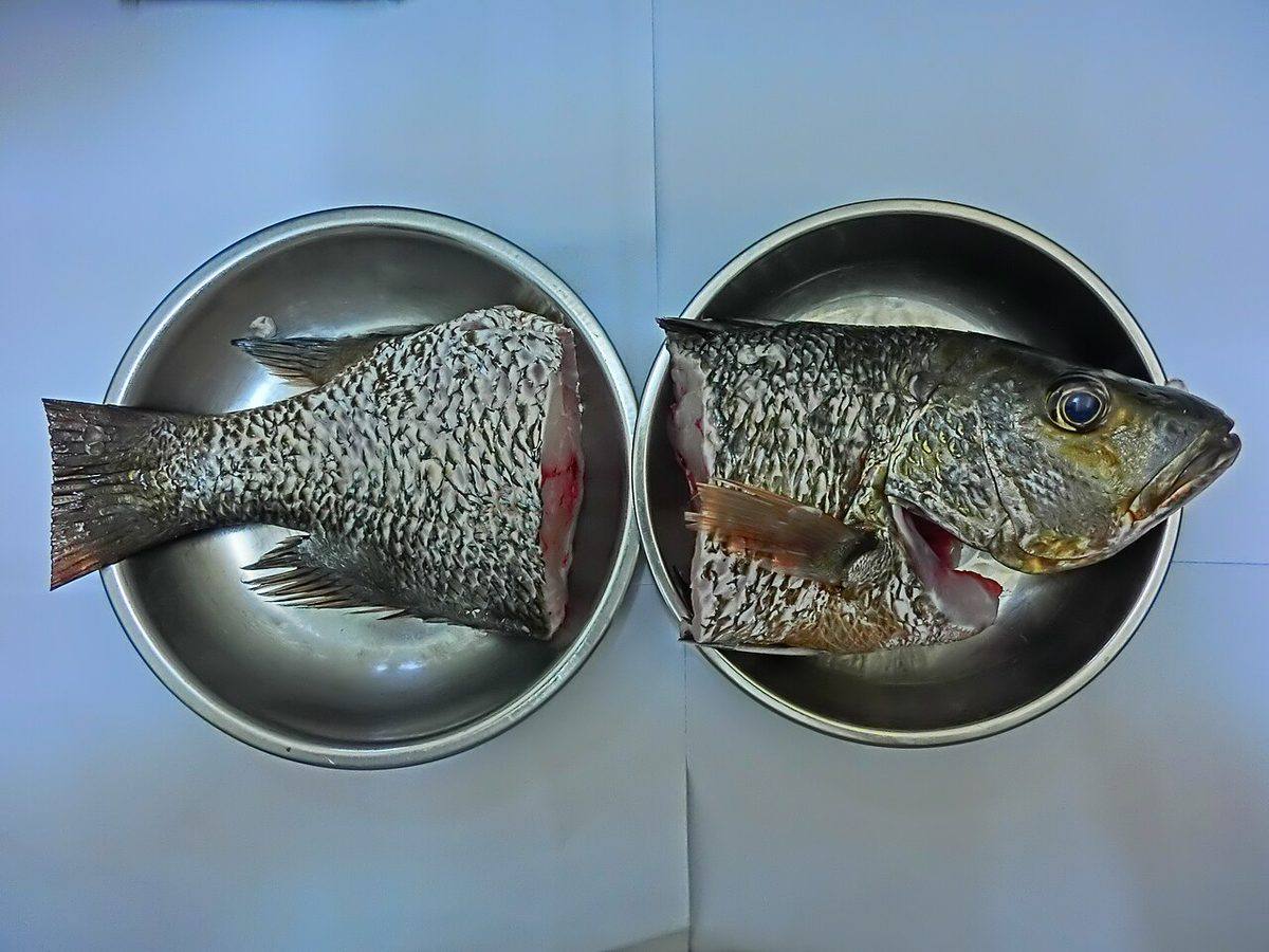 HK seafood fish 紅鮋 海鮮魚 Red Rockfish 01 (Rockfish)