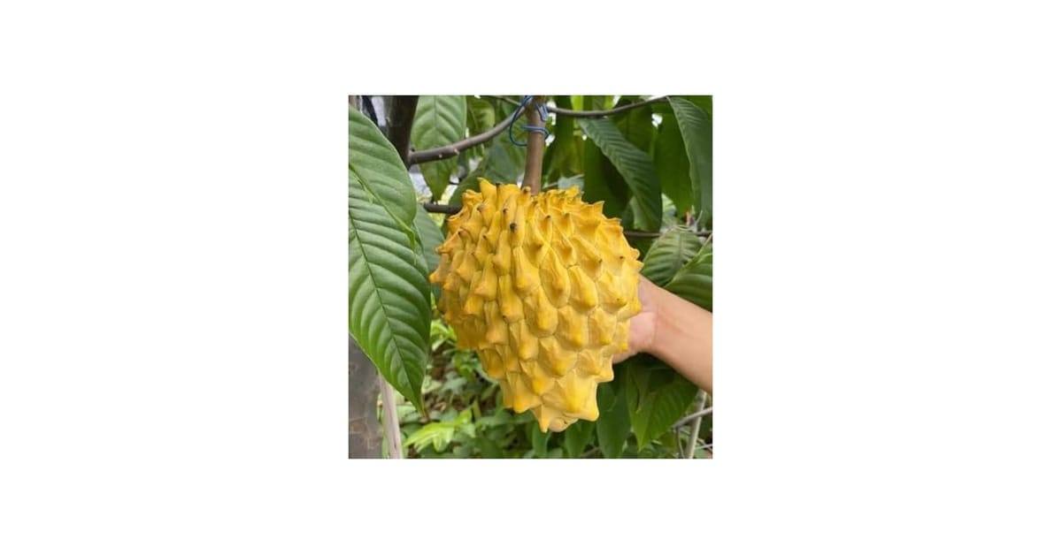 Fresh rollinia