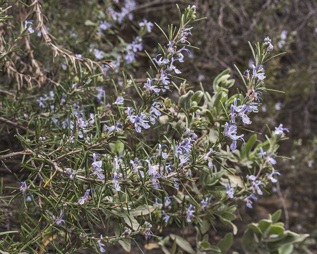 Rosmarinus officinalis in Vieussan (Rosemary)