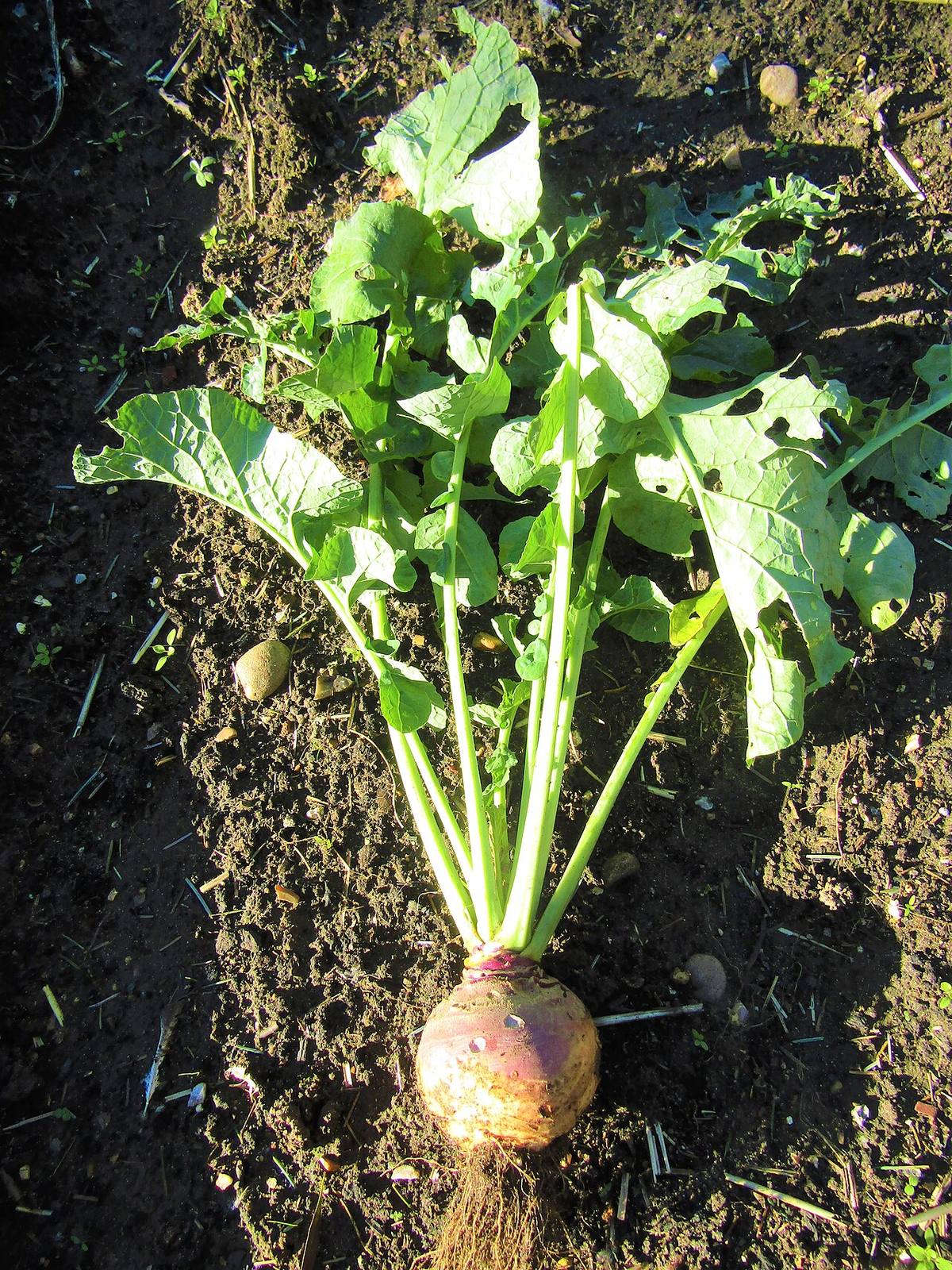 30 Swede seedlings (Brassica napus subsp. rapifera), Trimingham (Rutabaga)